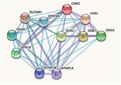 The Binding Mode to Orthosteric Sites and/or Exosites Underlies the Therapeutic Potential of Drugs Targeting Cannabinoid CB2 Receptors